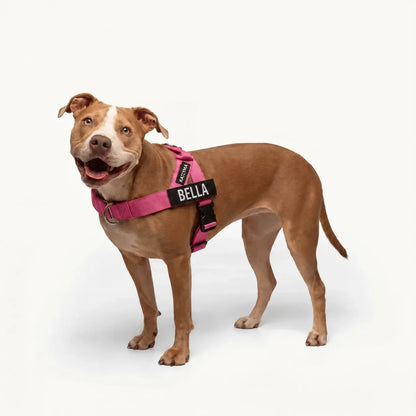 Modovita Walk – Pettorina Anti-Tiro