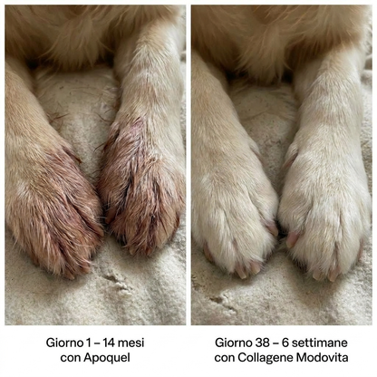 Collagene Liquido Premium Modovita per Cani