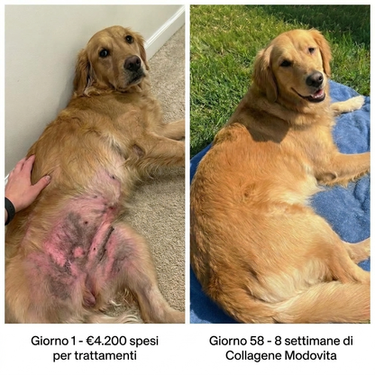 Collagene Liquido Premium Modovita per Cani