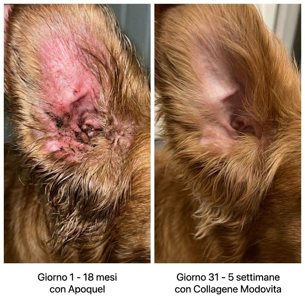 Collagene Liquido Premium Modovita per Cani